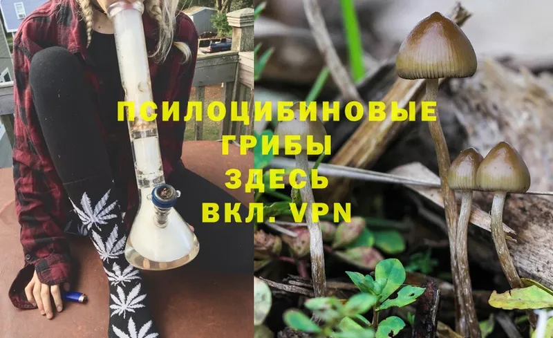 кракен tor  хочу   Краснознаменск  Псилоцибиновые грибы Magic Shrooms 